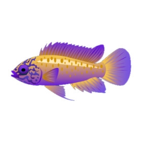 Gold and Violet Apisto
